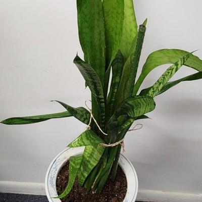 Snake Plant in a Vintage Asian Planter on stand