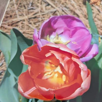 "Netherlands & Belgium March 25 - April 5, 2018" & Outdoor Photo Books (SB)