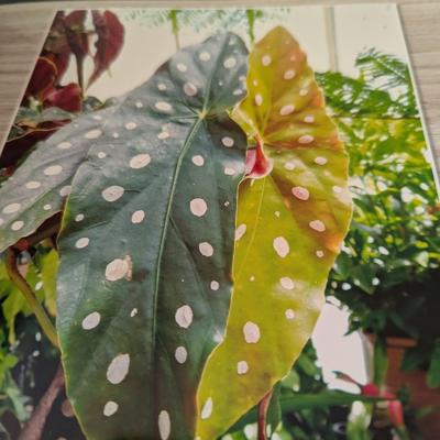 "Netherlands & Belgium March 25 - April 5, 2018" & Outdoor Photo Books (SB)