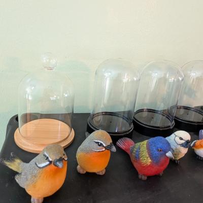 Birds With Plastic Dome (SB)