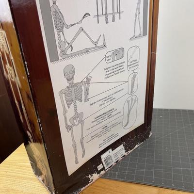 Posable FULL SIZE SKELETON NEW