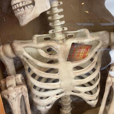 Posable FULL SIZE SKELETON NEW