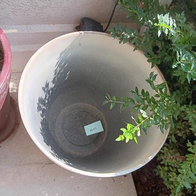LARGER PLASTIC FLOWER POTS