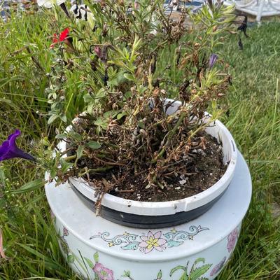 Porcelain pot with plant