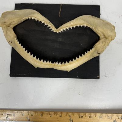 Shark Jaw Bone