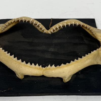 Shark Jaw Bone