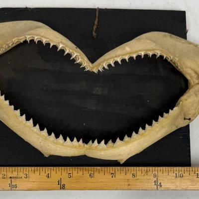 Shark Jaw Bone