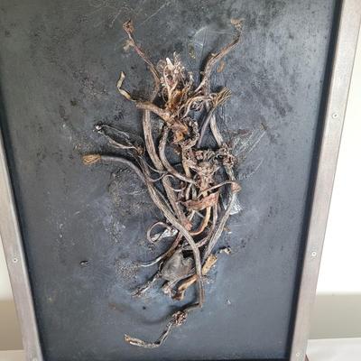 "Seaweed" by Joyce Blunk (D-EL)