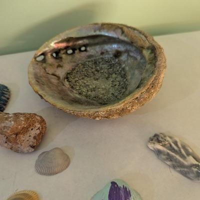 Sea Shells & Rocks #7