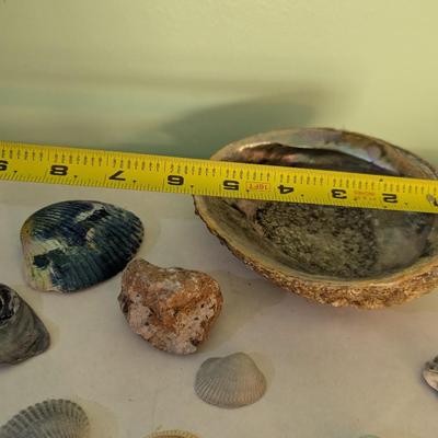 Sea Shells & Rocks #7