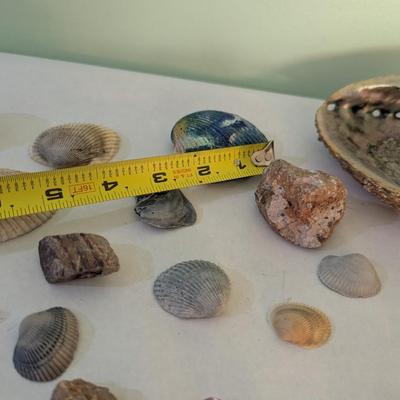 Sea Shells & Rocks #7