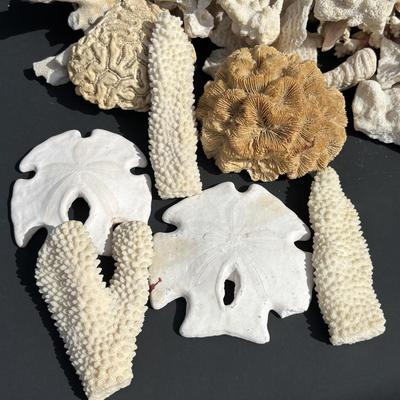 LOT 89: Seaside Collection of Corals & Sand Dollars along with a Signed Painting