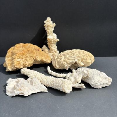 LOT 89: Seaside Collection of Corals & Sand Dollars along with a Signed Painting