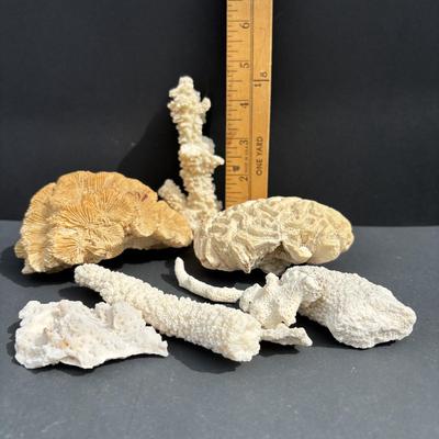 LOT 89: Seaside Collection of Corals & Sand Dollars along with a Signed Painting