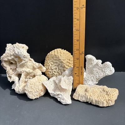 LOT 89: Seaside Collection of Corals & Sand Dollars along with a Signed Painting