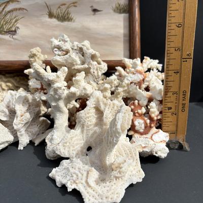 LOT 89: Seaside Collection of Corals & Sand Dollars along with a Signed Painting