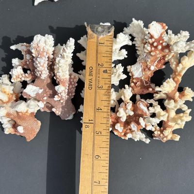 LOT 89: Seaside Collection of Corals & Sand Dollars along with a Signed Painting
