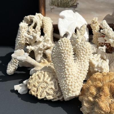 LOT 89: Seaside Collection of Corals & Sand Dollars along with a Signed Painting