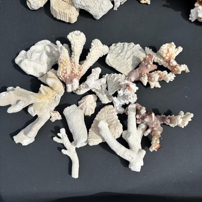 LOT 89: Seaside Collection of Corals & Sand Dollars along with a Signed Painting