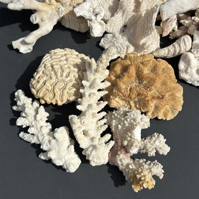 LOT 89: Seaside Collection of Corals & Sand Dollars along with a Signed Painting
