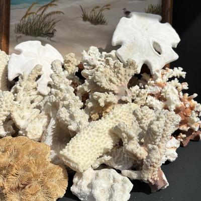 LOT 89: Seaside Collection of Corals & Sand Dollars along with a Signed Painting