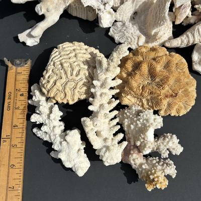 LOT 89: Seaside Collection of Corals & Sand Dollars along with a Signed Painting