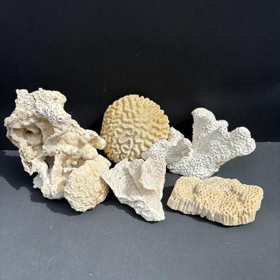 LOT 89: Seaside Collection of Corals & Sand Dollars along with a Signed Painting