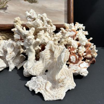 LOT 89: Seaside Collection of Corals & Sand Dollars along with a Signed Painting