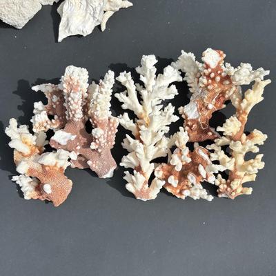 LOT 89: Seaside Collection of Corals & Sand Dollars along with a Signed Painting