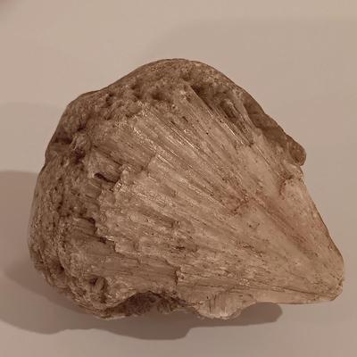 LOT 133: Calcite Crystals in a Fossilized Clamshell with Fossilized Coral & More