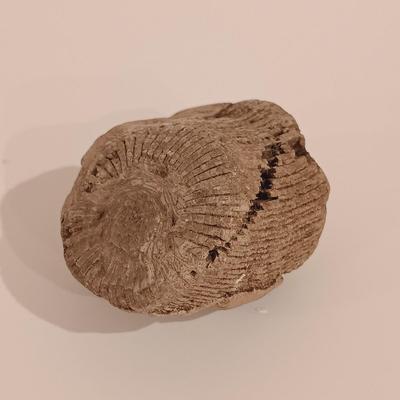 LOT 133: Calcite Crystals in a Fossilized Clamshell with Fossilized Coral & More