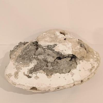 LOT 133: Calcite Crystals in a Fossilized Clamshell with Fossilized Coral & More