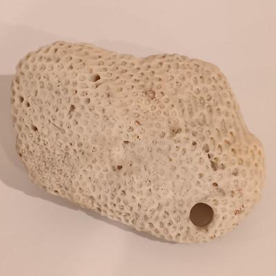 LOT 133: Calcite Crystals in a Fossilized Clamshell with Fossilized Coral & More