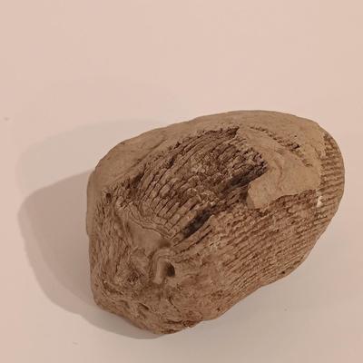 LOT 133: Calcite Crystals in a Fossilized Clamshell with Fossilized Coral & More