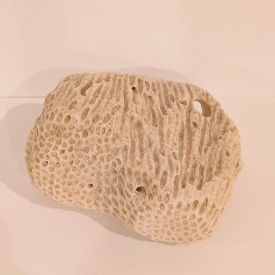 LOT 133: Calcite Crystals in a Fossilized Clamshell with Fossilized Coral & More