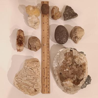 LOT 133: Calcite Crystals in a Fossilized Clamshell with Fossilized Coral & More