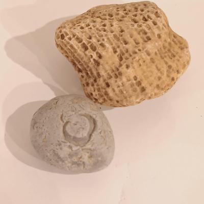 LOT 158: Polished Agate Geode, Polished Thunder Egg, Fern Fossil & More