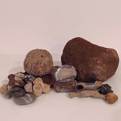 LOT 159: Crinoid Fossil, Large Concretion, Petrified Wood Slab, Polished Agate & More