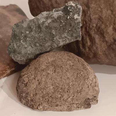 LOT 159: Crinoid Fossil, Large Concretion, Petrified Wood Slab, Polished Agate & More