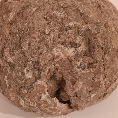 LOT 159: Crinoid Fossil, Large Concretion, Petrified Wood Slab, Polished Agate & More