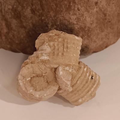 LOT 159: Crinoid Fossil, Large Concretion, Petrified Wood Slab, Polished Agate & More