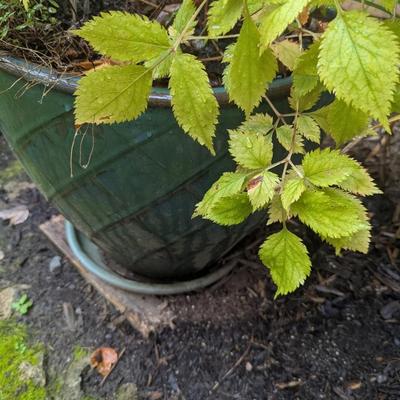 Large Pottery Planter