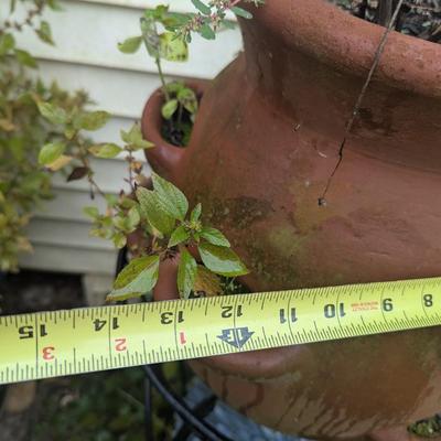 Strawberry Clay Pot & Stand