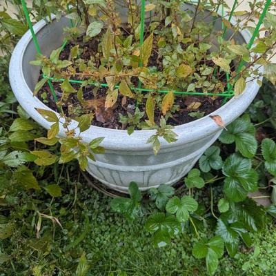 Plastic Plant Pots (See all pictures)