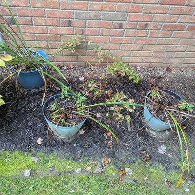 Plastic Plant Pots (See all pictures)