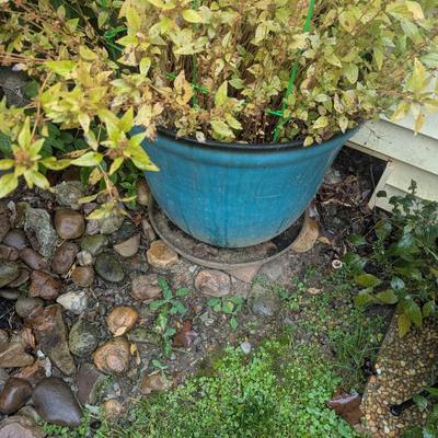 Plastic Plant Pots (See all pictures)