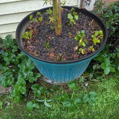 Plastic Plant Pots (See all pictures)