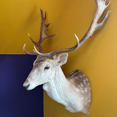 Fallow Deer Shoulder Mount with Palmate Antlers