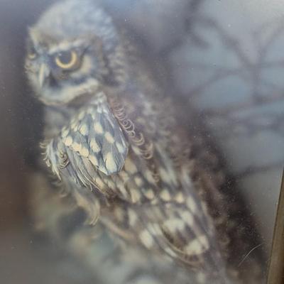 Vintage 'The Little Owl' in Shadow Box Three-Dimensional by Artist Gladee