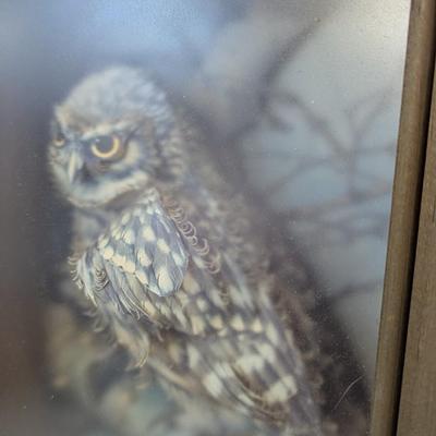 Vintage 'The Little Owl' in Shadow Box Three-Dimensional by Artist Gladee